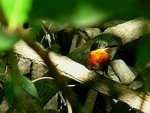 American Pygmy Kingfisher